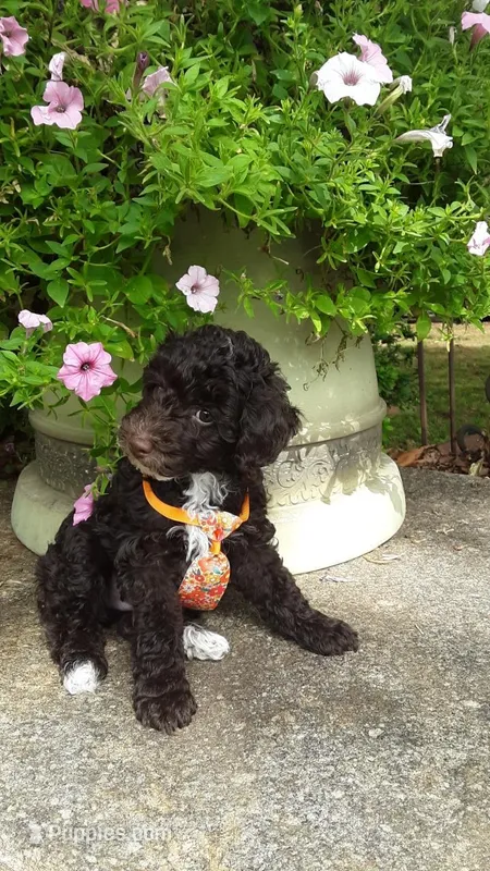 Teddy - small mini – Poodle - Miniature  puppy for sale in Statesville, NC