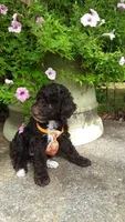 AKC Teddy - small mini, a male Poodle - Miniature  for sale in Statesville, NC – 2 of 10