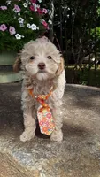 AKC Max - tiny mini, a male Poodle - Miniature  for sale in Statesville, NC – 5 of 10