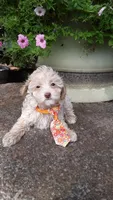 AKC Max - tiny mini, a male Poodle - Miniature  for sale in Statesville, NC – 4 of 10