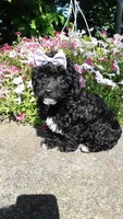 AKC Dolly - small mini, a female Poodle - Miniature  for sale in Statesville, NC – 6 of 10