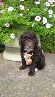 AKC Teddy - small mini, a male Poodle - Miniature  for sale in Statesville, NC – 3 of 10