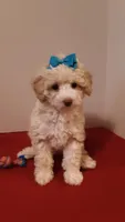 Goldie - small mini, a female Poodle - Miniature  for sale in Statesville, NC – 5 of 10