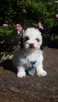 Benji - small mini, a male Poodle - Miniature  for sale in Statesville, NC – 7 of 10