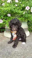 AKC Teddy - small mini, a male Poodle - Miniature  for sale in Statesville, NC – 10 of 10