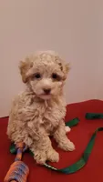 Max - tiny mini/large toy, a male Poodle - Miniature  for sale in Statesville, NC – 9 of 10
