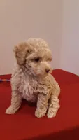 Max - tiny mini/large toy, a male Poodle - Miniature  for sale in Statesville, NC – 5 of 10