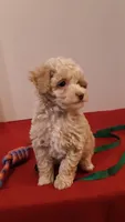 Max - tiny mini/large toy, a male Poodle - Miniature  for sale in Statesville, NC – 8 of 10