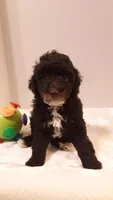 Teddy - small mini, a male Poodle - Miniature  for sale in Statesville, NC – 8 of 10
