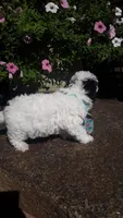 Benji - small mini, a male Poodle - Miniature  for sale in Statesville, NC – 4 of 10