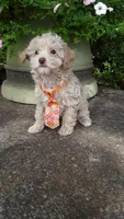 AKC Max - tiny mini, a male Poodle - Miniature  for sale in Statesville, NC – 3 of 10