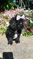 AKC Dolly - small mini, a female Poodle - Miniature  for sale in Statesville, NC – 4 of 10