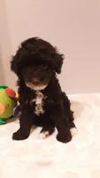 Teddy - small mini, a male Poodle - Miniature  for sale in Statesville, NC – 2 of 10