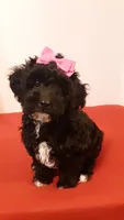 Dolly - small mini, a female Poodle - Miniature  for sale in Statesville, NC – 5 of 10