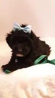 Dolly - small mini, a female Poodle - Miniature  for sale in Statesville, NC – 2 of 10