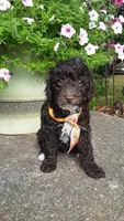 AKC Teddy - small mini, a male Poodle - Miniature  for sale in Statesville, NC – 5 of 10