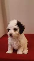Benji - small mini, a male Poodle - Miniature  for sale in Statesville, NC – 3 of 10