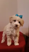 Goldie - small mini, a female Poodle - Miniature  for sale in Statesville, NC – 10 of 10