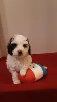 Benji - small mini, a male Poodle - Miniature  for sale in Statesville, NC – 6 of 10
