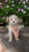 AKC Max - tiny mini, a male Poodle - Miniature  for sale in Statesville, NC – 1 of 10