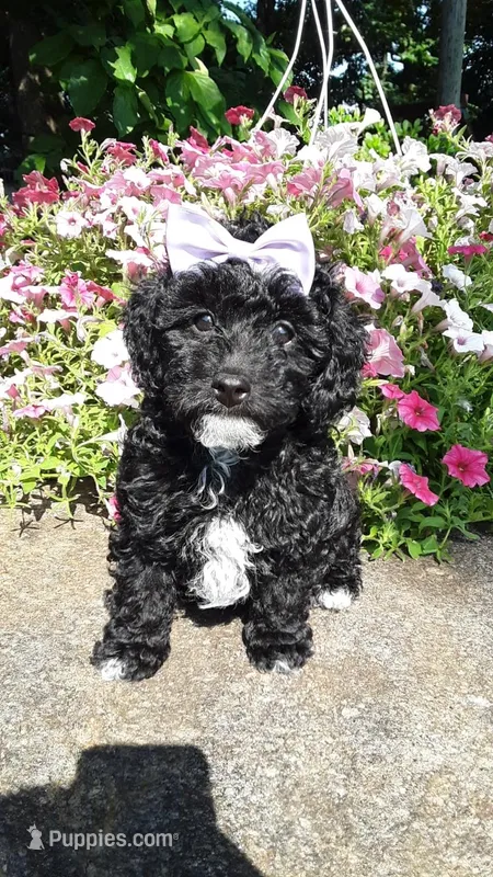 Dolly - small mini – Poodle - Miniature  puppy for sale in Statesville, NC