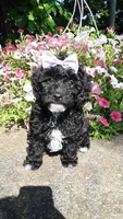 AKC Dolly - small mini, a female Poodle - Miniature  for sale in Statesville, NC – 1 of 10