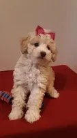 Goldie - small mini, a female Poodle - Miniature  for sale in Statesville, NC – 2 of 10
