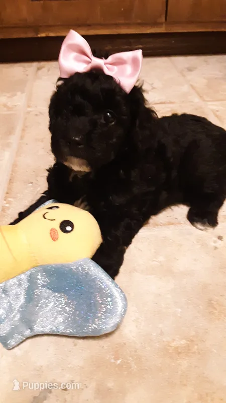 Molly – Poodle - Miniature  puppy for sale in Statesville, NC