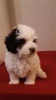 Benji - small mini, a male Poodle - Miniature  for sale in Statesville, NC – 5 of 10