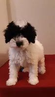 Bandit - mini, a male Poodle - Miniature  for sale in Statesville, NC – 9 of 10