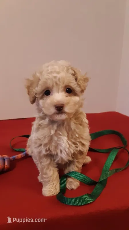 Max - tiny mini – Poodle - Miniature  puppy for sale in Statesville, NC