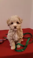 Max - tiny mini/large toy, a male Poodle - Miniature  for sale in Statesville, NC – 7 of 10