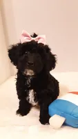 Dolly - small mini, a female Poodle - Miniature  for sale in Statesville, NC – 9 of 10