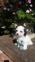 Benji - small mini, a male Poodle - Miniature  for sale in Statesville, NC – 3 of 10