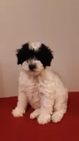 Bandit - mini, a male Poodle - Miniature  for sale in Statesville, NC – 6 of 10