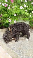 AKC Teddy - small mini, a male Poodle - Miniature  for sale in Statesville, NC – 7 of 10