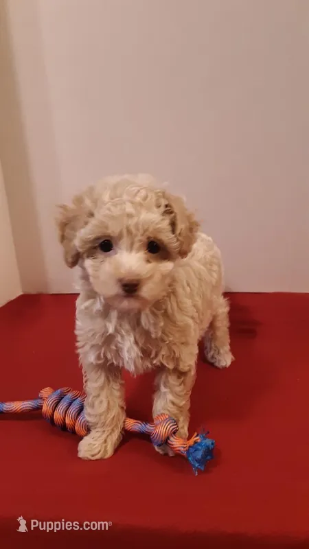 Max - tiny mini/large toy – Poodle - Miniature  puppy for sale in Statesville, NC