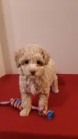 Max - tiny mini/large toy, a male Poodle - Miniature  for sale in Statesville, NC – 1 of 10