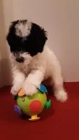 Bandit - mini, a male Poodle - Miniature  for sale in Statesville, NC – 3 of 10