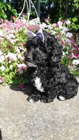 AKC Dolly - small mini, a female Poodle - Miniature  for sale in Statesville, NC – 7 of 10