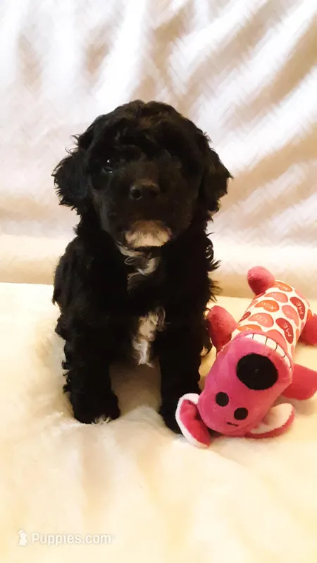 Molly – Poodle - Miniature  puppy for sale in Statesville, NC