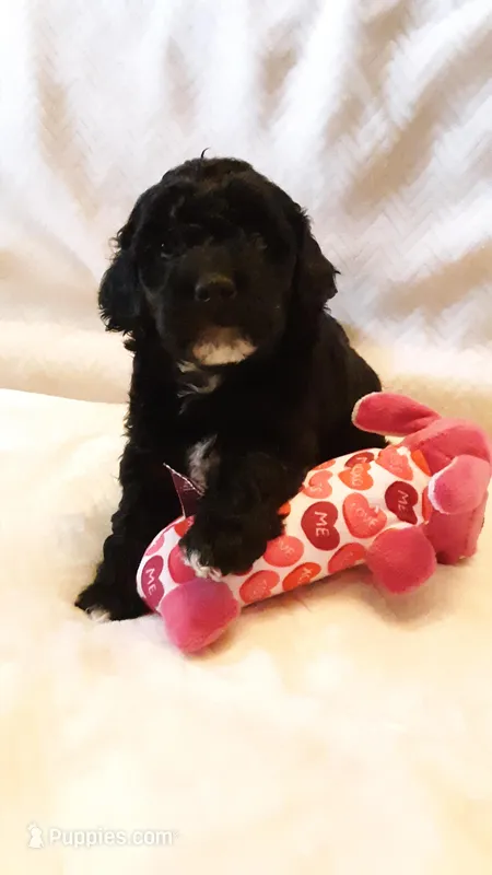 Molly – Poodle - Miniature  puppy for sale in Statesville, NC