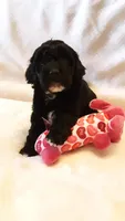 Molly, a female Poodle - Miniature  for sale in Statesville, NC – Photo 2 of 10