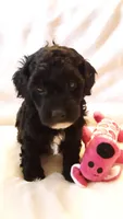 Molly, a female Poodle - Miniature  for sale in Statesville, NC – Photo 5 of 10