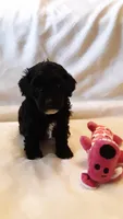 Molly, a female Poodle - Miniature  for sale in Statesville, NC – Photo 7 of 10