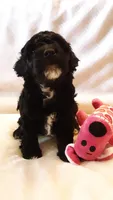 Molly, a female Poodle - Miniature  for sale in Statesville, NC – Photo 9 of 10
