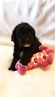 Molly, a female Poodle - Miniature  for sale in Statesville, NC – Photo 10 of 10