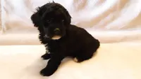 Molly, a female Poodle - Miniature  for sale in Statesville, NC – Photo 6 of 10