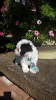 Benji - small mini, a male Poodle - Miniature  for sale in Statesville, NC – 8 of 10
