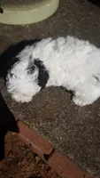 Benji - small mini, a male Poodle - Miniature  for sale in Statesville, NC – 2 of 10